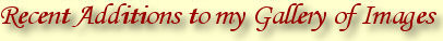 Recent Images