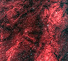 Sh2-205